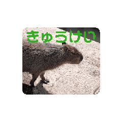 [LINEスタンプ] あにまるず！かわいこメンバー