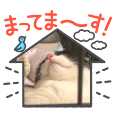 [LINEスタンプ] こてつ♂のツンツンスタンプ2