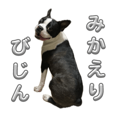 [LINEスタンプ] ボストンテリアのイギーくんの画像（メイン）