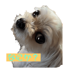 [LINEスタンプ] 今日もモコ