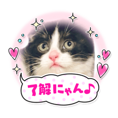 [LINEスタンプ] ハチワレ猫ちゃんのツンツンスタンプ