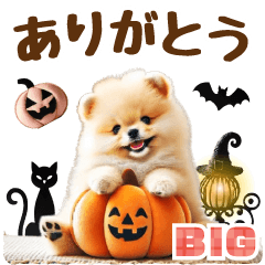 [LINEスタンプ] 【BIG】ポメラニアンでハロウィンの画像（メイン）