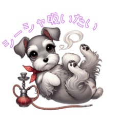 [LINEスタンプ] シーシャとミニチュアシュナウザーのわらび
