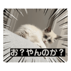 [LINEスタンプ] 山口家 あずこむ日常 パート1