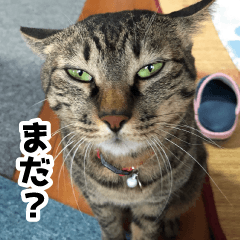 [LINEスタンプ] うちの猫のトラさん