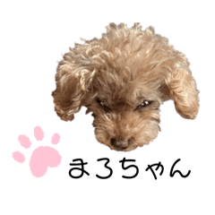 [LINEスタンプ] かわいいかわいいまろちゃん