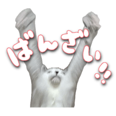 [LINEスタンプ] ねこさんら（実写版）