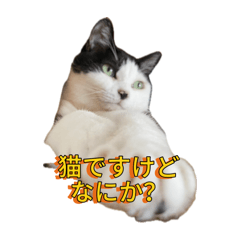 [LINEスタンプ] 茶とみからあなたへ15