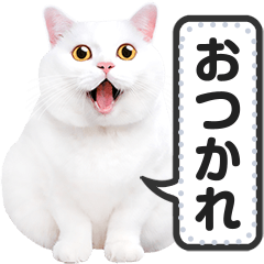 [LINEスタンプ] リアルな白猫で挨拶しよっ！