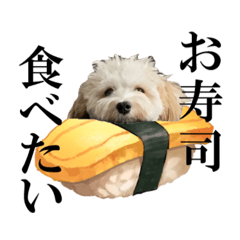 [LINEスタンプ] 私の家のかわいい犬(マルプー)