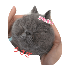 [LINEスタンプ] 可愛い猫、わたあめのスタンプ