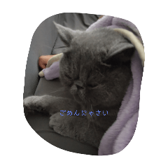 [LINEスタンプ] 可愛い猫わたあめのスタンプ5！