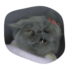 [LINEスタンプ] 可愛い猫わたあめのスタンプ6