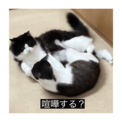 [LINEスタンプ] 愉快なまろちゃま