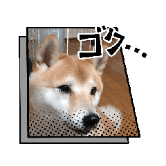 [LINEスタンプ] うちの犬「まめ」