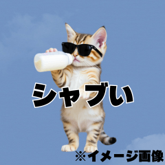 [LINEスタンプ] AIグラサン子猫＠毎日使えるスタンプの画像（メイン）