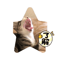 [LINEスタンプ] 飼い主にはわからぬ子猫の気持ち