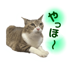 [LINEスタンプ] うちのこじんころまん♡