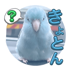 [LINEスタンプ] マメルリハ達22