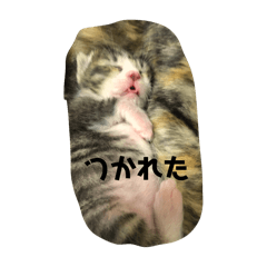 [LINEスタンプ] 素直になって 告白ね