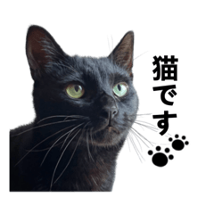 [LINEスタンプ] イケメン猫みおんの日常使えるスタンプ