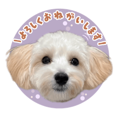 [LINEスタンプ] めるのスタンプ⋈