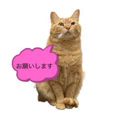 [LINEスタンプ] 西の猫ちゃん