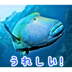 [LINEスタンプ] 世界の魚図鑑 2:日本語