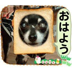 [LINEスタンプ] 可愛すぎるチワピンのびーくんNo.1