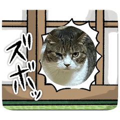 [LINEスタンプ] うちのねこねこねこたち。