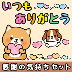 [LINEスタンプ] 気持ち伝わる♪感謝お礼 #柴犬クッキー3