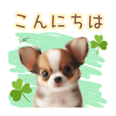 [LINEスタンプ] 日常会話 チワワ（敬語）