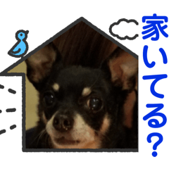 [LINEスタンプ] 可愛すぎるチワピンのびーくんNo.2