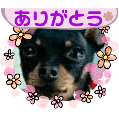 [LINEスタンプ] 可愛すぎるチワピンのびーくん、No.5