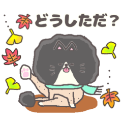 [LINEスタンプ] サマーカットにゃんこ ハチワレ 秋 静岡弁