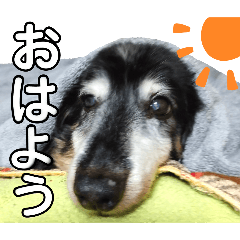[LINEスタンプ] ダックスフンドのリク
