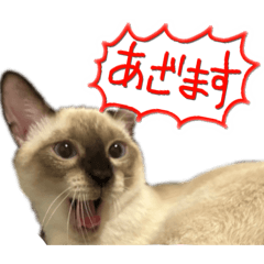 [LINEスタンプ] お酒とネコ好きな日常会話 18