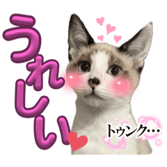 [LINEスタンプ] U家の白黒にゃんこたち
