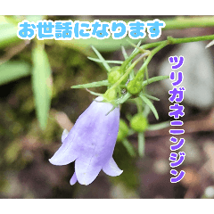 [LINEスタンプ] 秋の佐川町の山野草たち