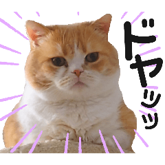 [LINEスタンプ] うちの子まみれ（猫）