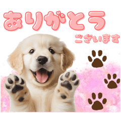 [LINEスタンプ] かわいい子犬！ゴールデンレトリバー