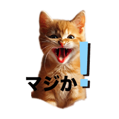 [LINEスタンプ] ねここ同じ顔シリーズ1