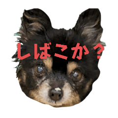 [LINEスタンプ] でっけーチワワ〘ピノ〙