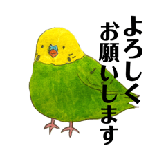 [LINEスタンプ] 会話用 大きい文字の飼い鳥さんスタンプ