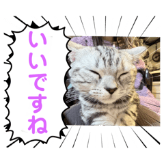 [LINEスタンプ] いつでも猫と一緒 四にゃんシリーズの画像（メイン）