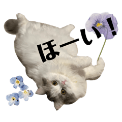 [LINEスタンプ] がんぽとえりぽ(日常会話)