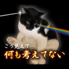 [LINEスタンプ] CIT猫助けスタンプ「意外と使いやすい編」