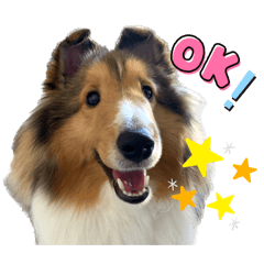 [LINEスタンプ] シェルティのアル★