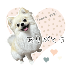 [LINEスタンプ] ポメチワのほたてワン