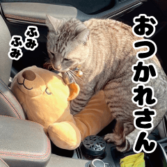 [LINEスタンプ] うちの猫のニャンニャン2